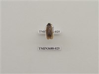 藏品(蜚蠊(1))的圖片